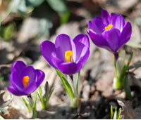 Crocuses