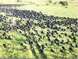Wildebeests